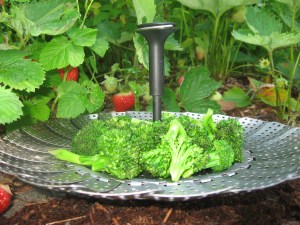 anti cancer substitute broc for pasta