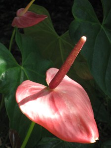 A Happy Anthurium